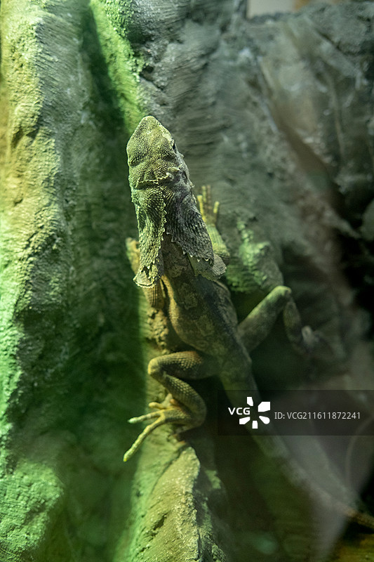 澳洲伞蜥图片素材