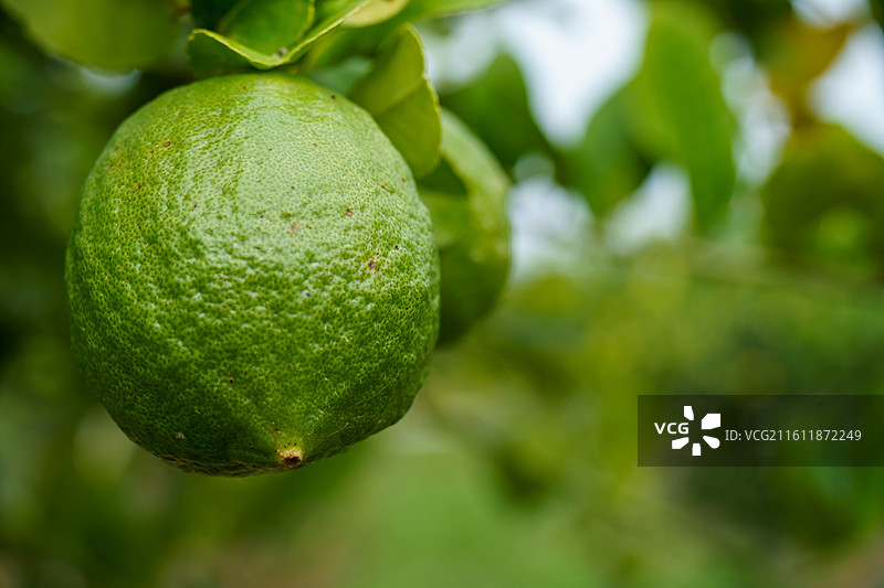 柠檬树上的青柠图片素材