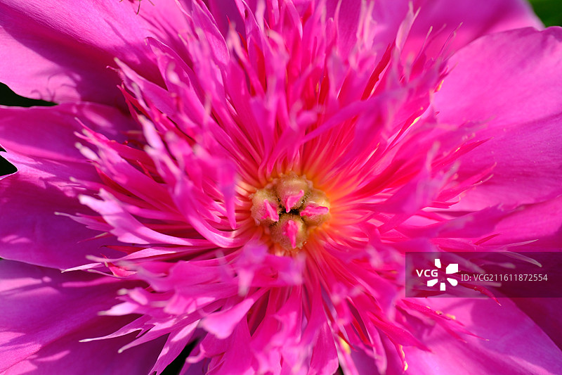 红白牡丹芍药花卉。花蕊花芯花瓣微距蚂蚁背景图壁纸图片素材