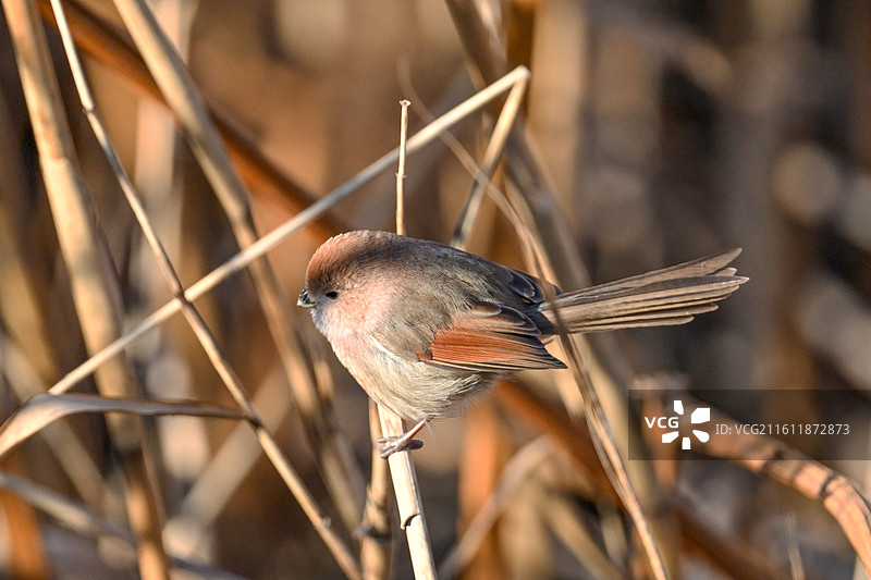 棕头鸦雀图片素材