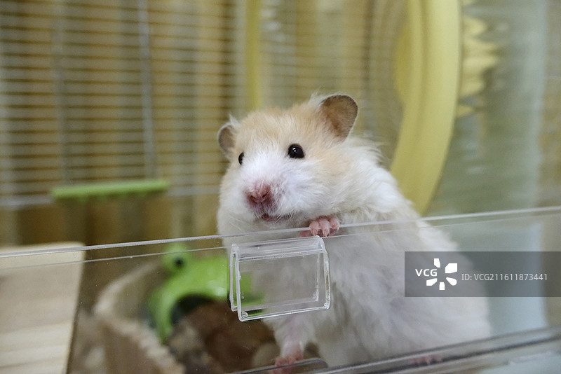 家养宠物金丝熊仓鼠，笼养仓鼠图片素材