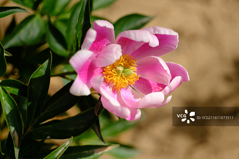 红白牡丹芍药花卉。花蕊花芯花瓣微距蚂蚁背景图壁纸图片素材