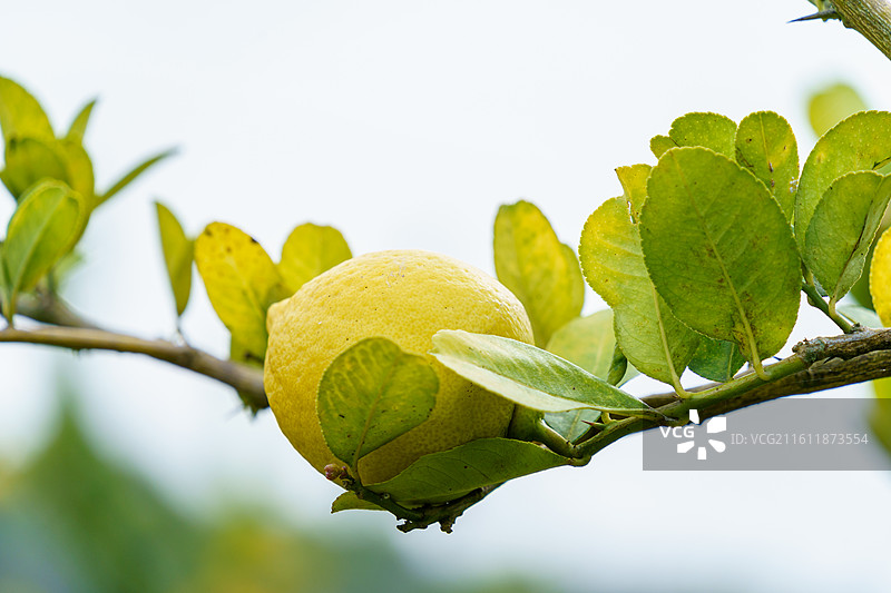 黄色柠檬图片素材