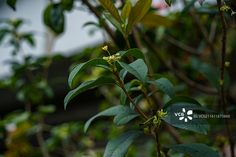 珠三角种植的桂花图片素材
