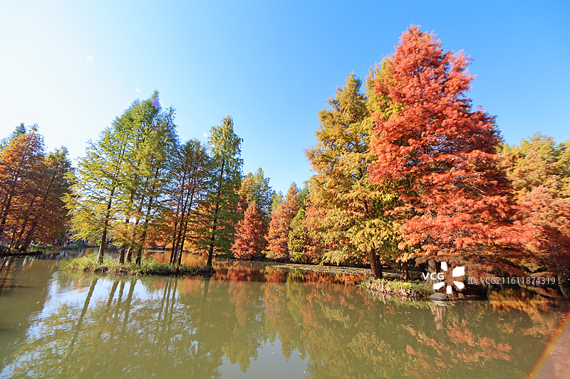 南京燕雀湖秋天变色的落羽杉图片素材