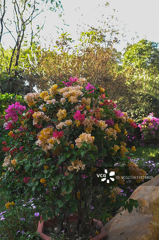 中国广东广州-中国科学院华南植物园-园林风景。徒步，散步，园林景色。奇花异草。图片素材