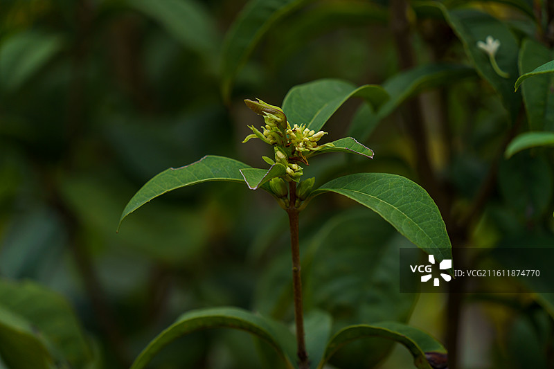 珠三角种植的桂花图片素材