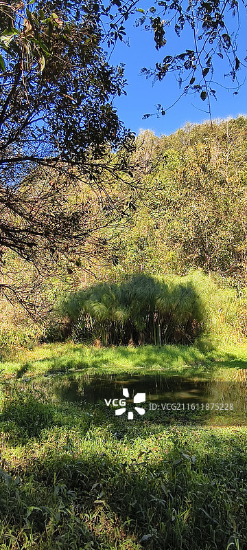 云南普洱～太阳河国家森林公园-湿地图片素材