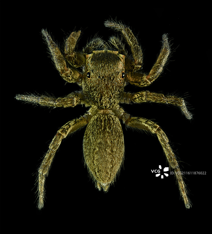 跳蛛特写图片素材