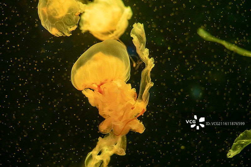 太平洋海刺水母图片素材