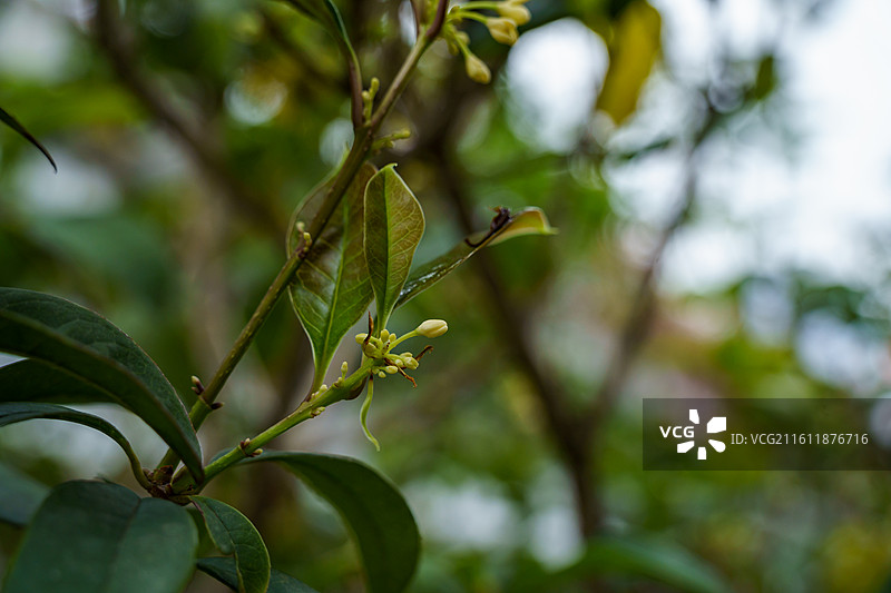 珠三角种植的桂花图片素材