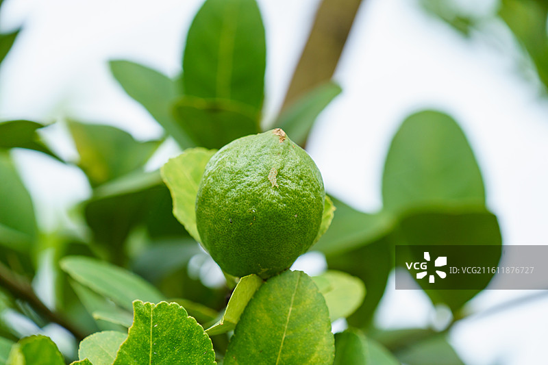 柠檬树上的青柠图片素材