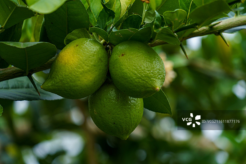 柠檬树上的青柠图片素材