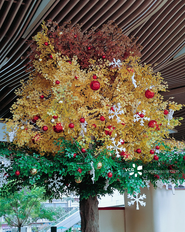 金叶裹满圣诞红 秋金叠着冬绿，红球碰碎雪片光，树桠间攒着暖，是季节揉进圣诞的甜图片素材