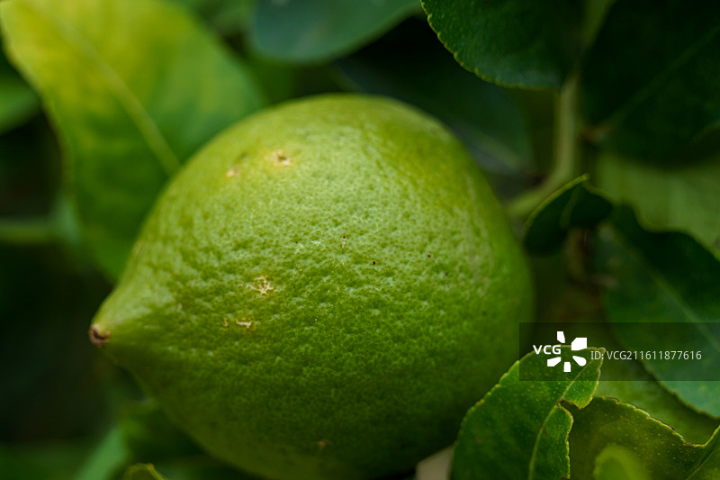 柠檬树上的青柠图片素材