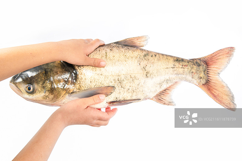 白色背景上的花鲢鱼图片素材