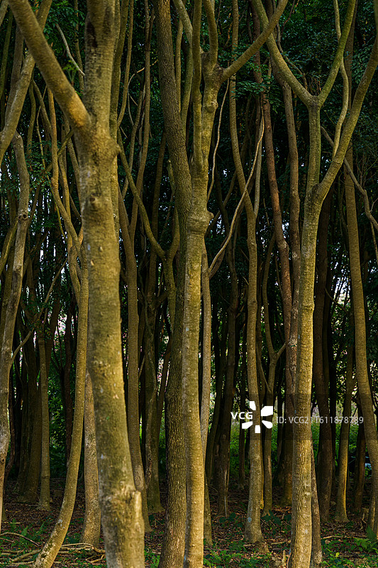 高清树干图图片素材