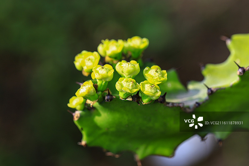 霸王鞭图片素材