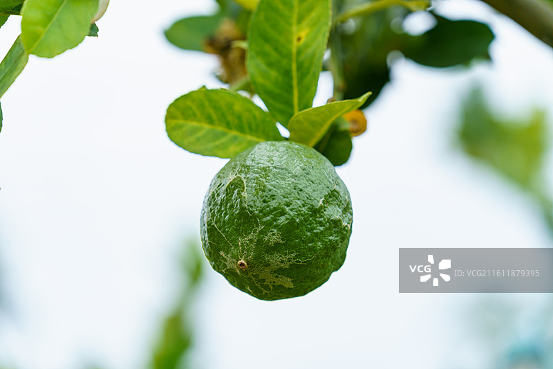 柠檬树上的青柠图片素材