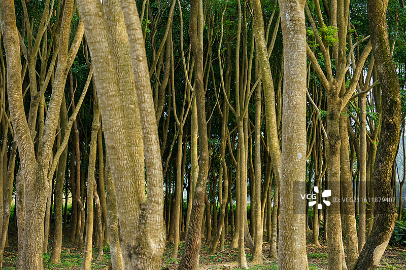 高清树干图图片素材