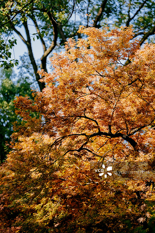 苏州旅行 拙政园 虎丘 平江路 唯美 意境美 秋天 园林 艺术 东方 中国风 古风 经济 长三角图片素材