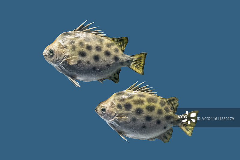 天津自然博物馆“家园·生命展区”：金钱鱼图片素材