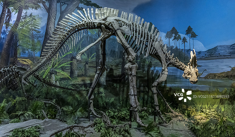 天津自然博物馆：兰伯龙（鸟臀目、鸟脚亚目、鸭嘴龙科；白垩纪时代；北美洲产）图片素材