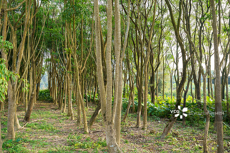 高清树干图图片素材