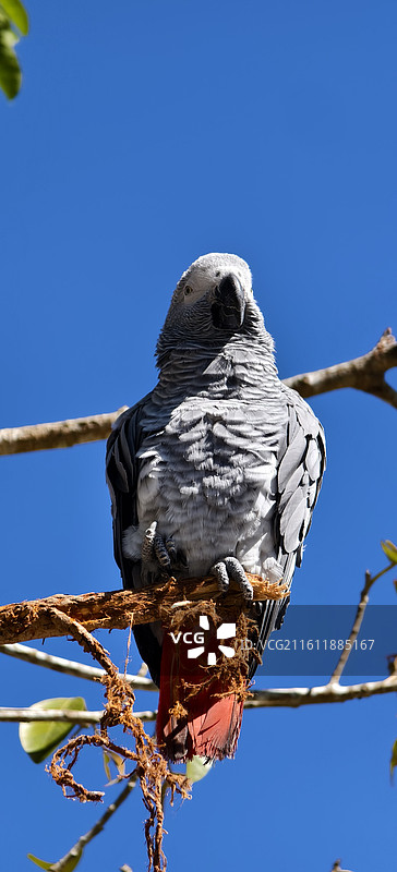 云南普洱～太阳河国家森林公园-非洲灰鹦鹉图片素材