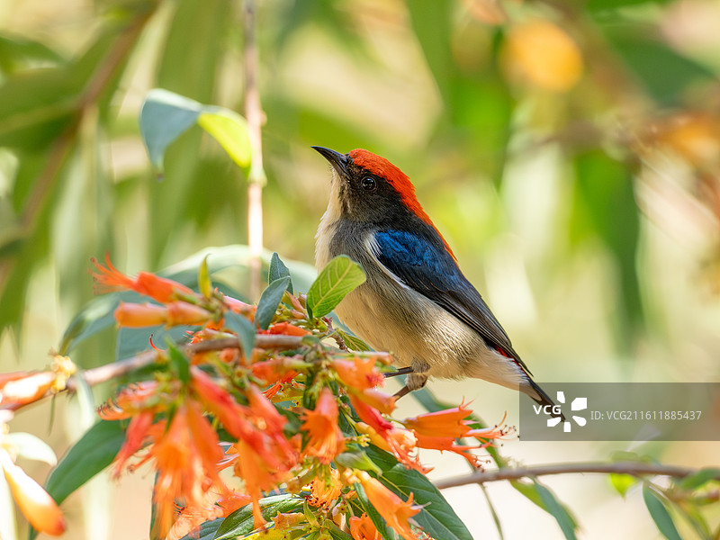虾子花开的季节，也是朱背啄花鸟快乐觅食的季节，这样色彩明艳的花鸟图日日都能看到。图片素材