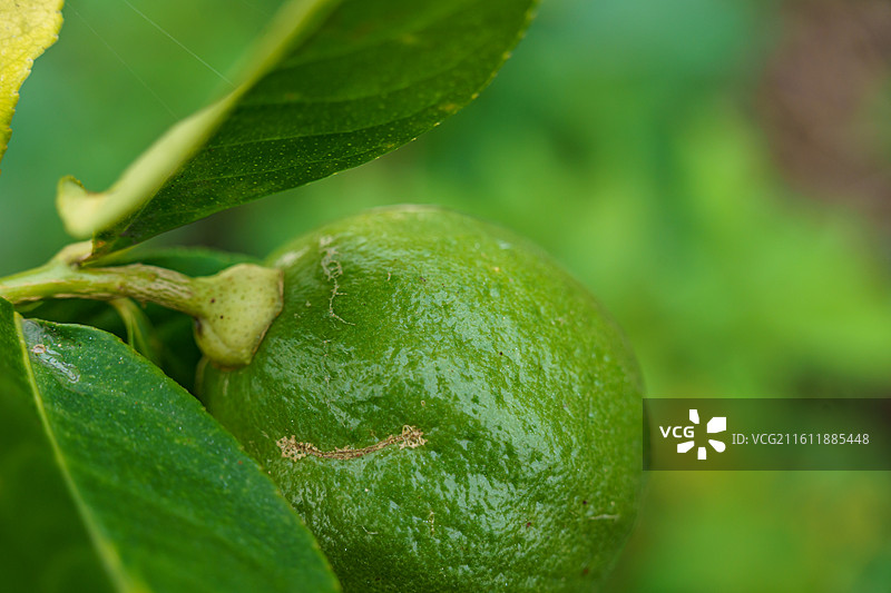 柠檬树上的青柠图片素材