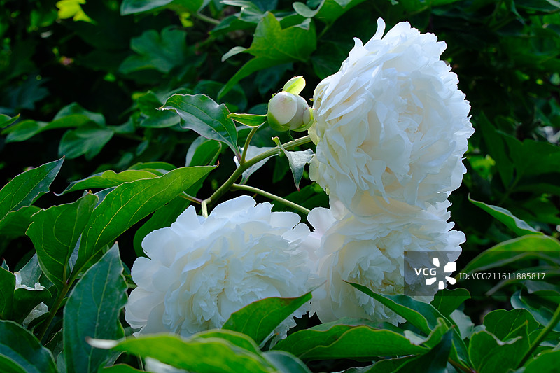 红白牡丹芍药花卉。花蕊花芯花瓣微距蚂蚁背景图壁纸图片素材