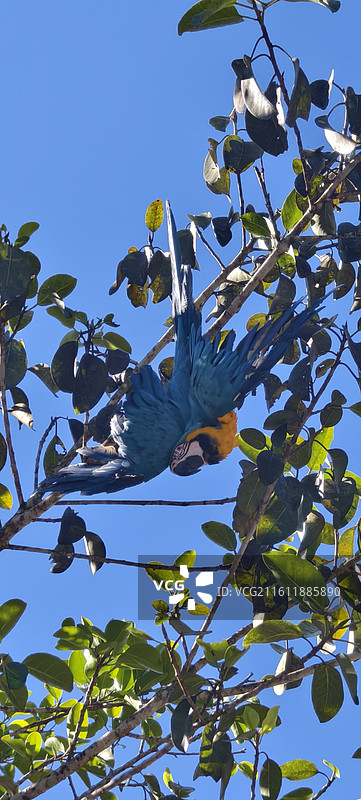 云南普洱～太阳河国家森林公园-金刚鹦鹉图片素材