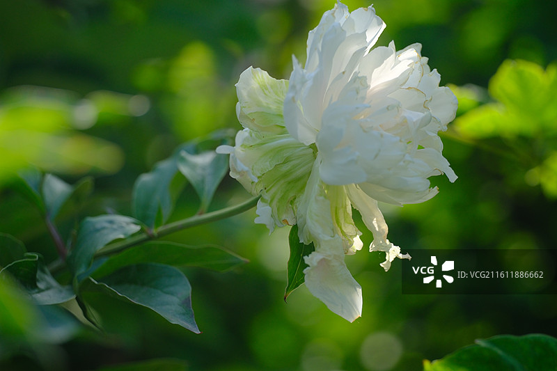 红白牡丹芍药花卉。花蕊花芯花瓣微距蚂蚁背景图壁纸图片素材