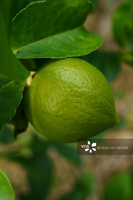 柠檬树上的青柠图片素材