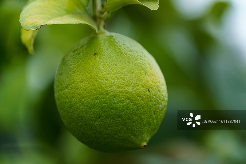 柠檬树上的青柠图片素材