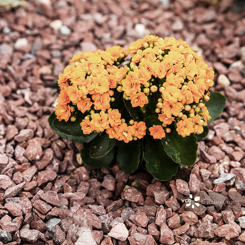 长寿菊 景天科图片素材