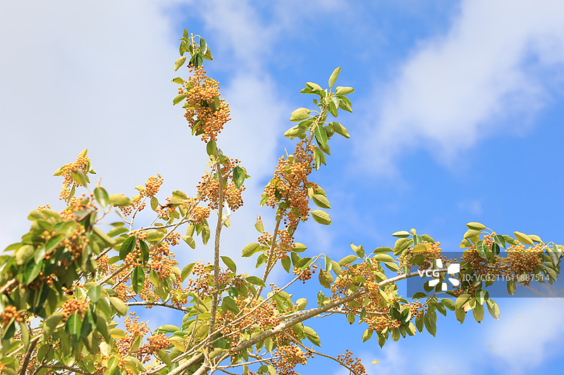 铁冬青图片素材