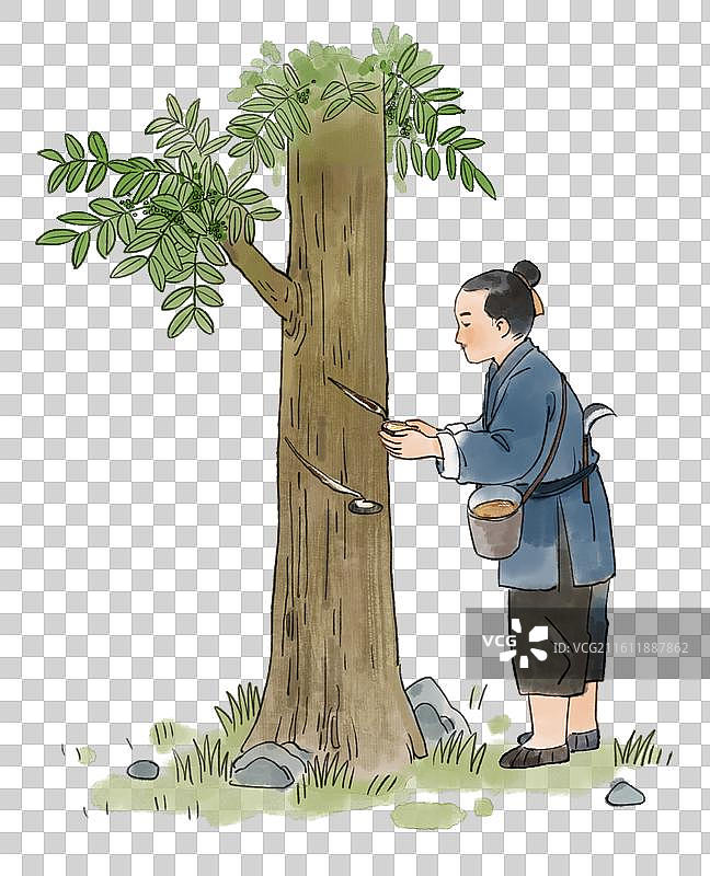 漆器制作采漆漆树图片素材