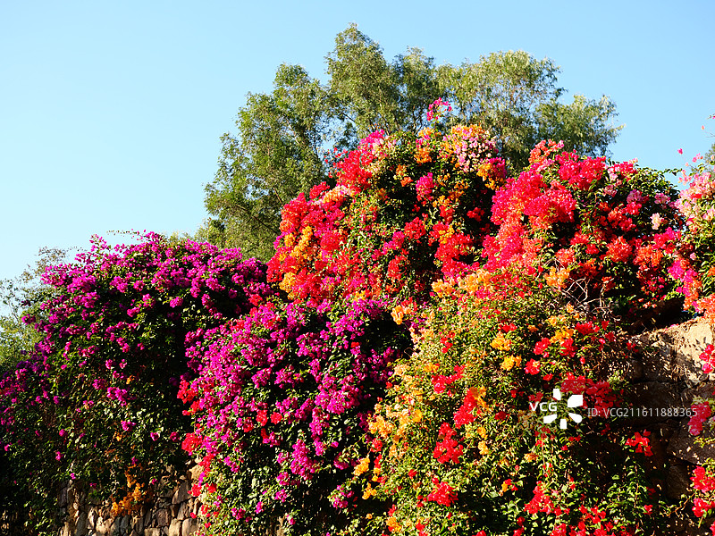 晴空下开花植物的低角度视图图片素材