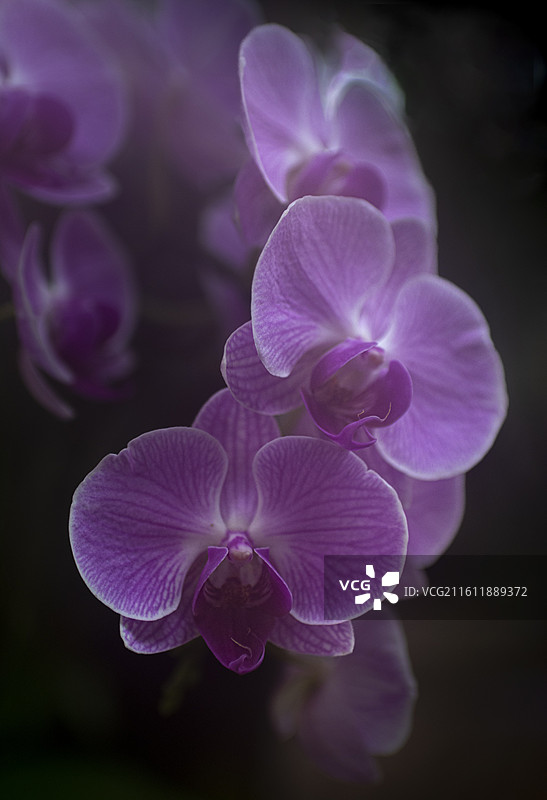 江南兰苑图片素材