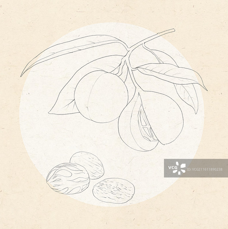 肉豆蔻图片素材