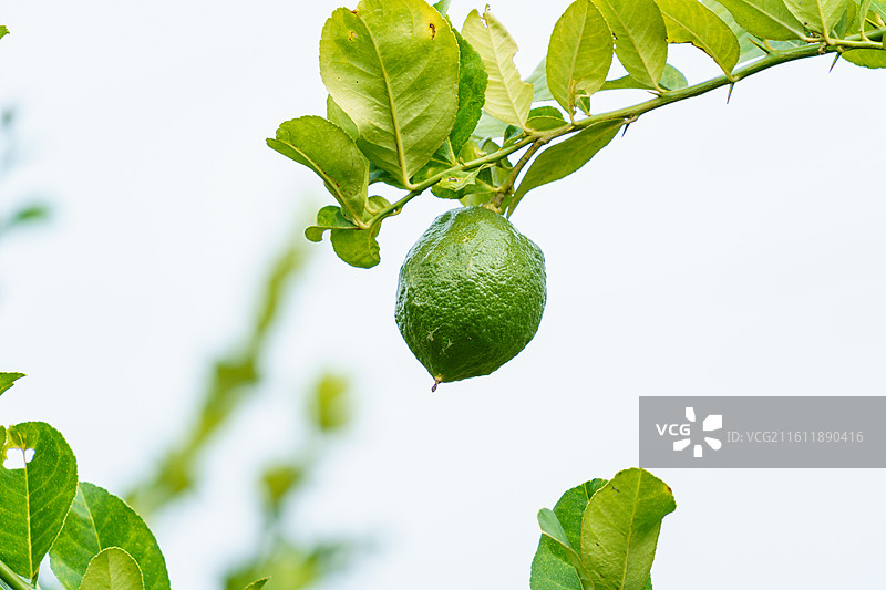 柠檬树上的青柠图片素材