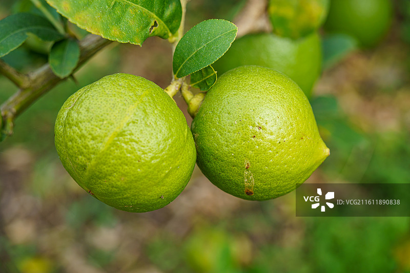 柠檬树上的青柠图片素材