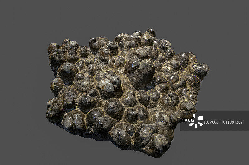 天津自然博物馆“家园·生命展区”：鸮头贝（为腕足动物穿孔贝目的一个属。鸮头贝海生，底栖群居生活）图片素材