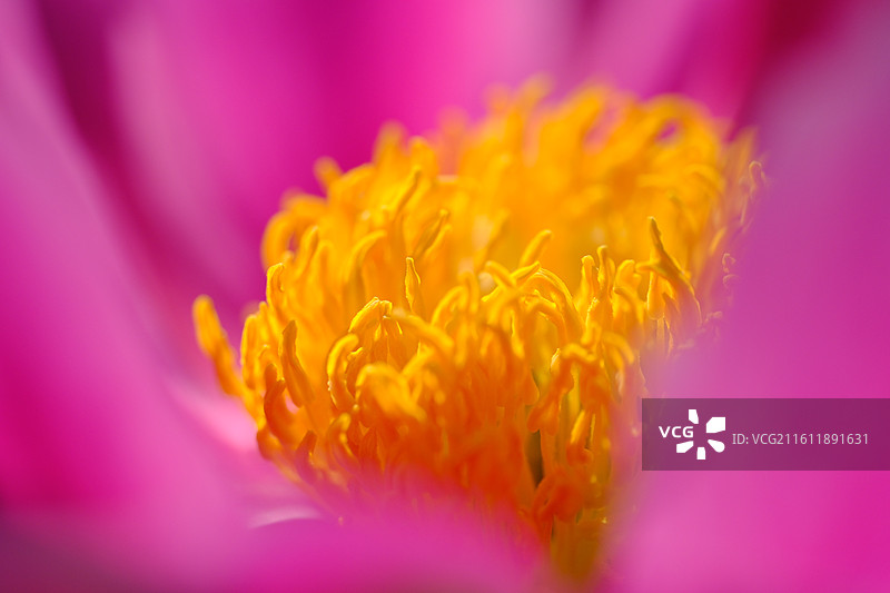 红白牡丹芍药花卉。花蕊花芯花瓣微距蚂蚁背景图壁纸图片素材