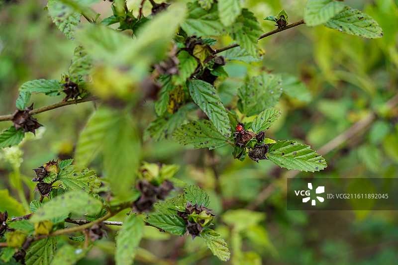 珠三角地区的棉红蝽特写图片素材