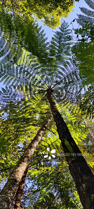 云南普洱～太阳河国家森林公园-中华桫椤图片素材