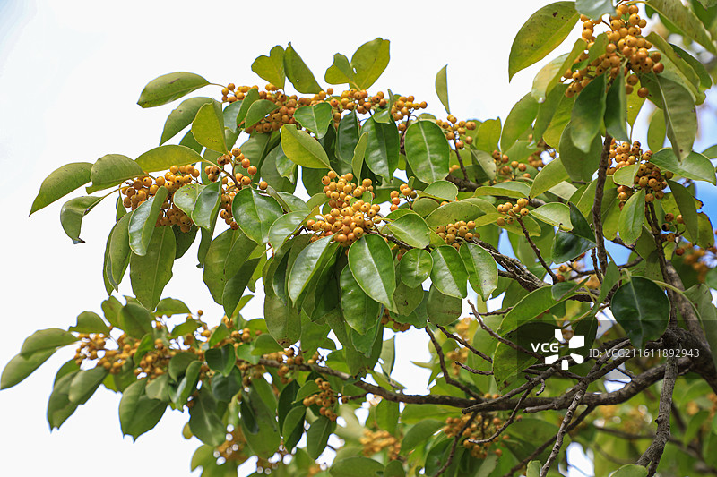 铁冬青图片素材