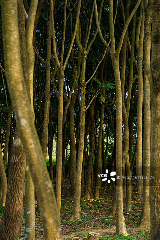 高清树干图图片素材